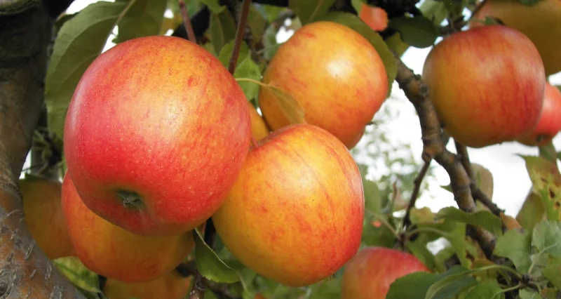 Orange Äpfel am Baum