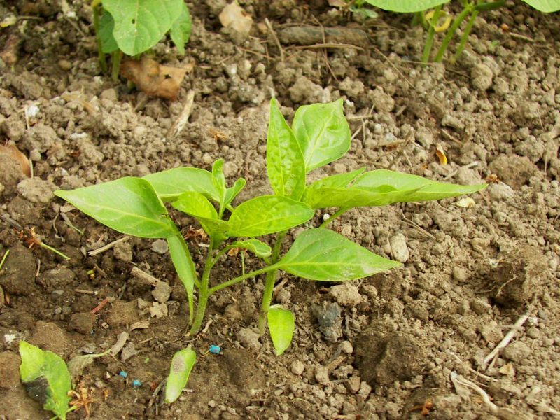 Paprika im Freiland zu zweit