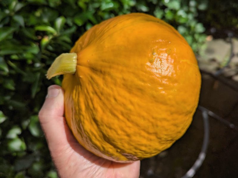 Hokkaido Kürbis 2 Kilo schwer