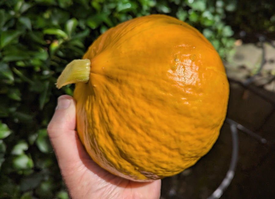 Hokkaido Kürbis 2 Kilo schwer