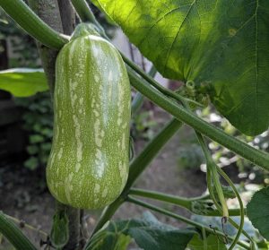 Junger Butternutkürbis