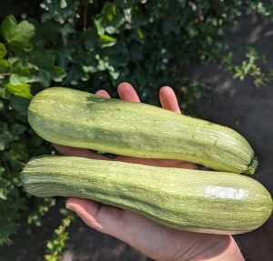 Zwei Zucchini