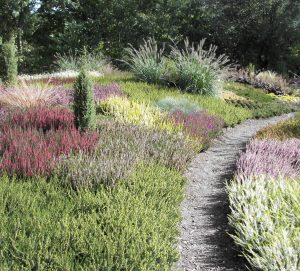 Heidelandschaft Heidelandschaft im Garten angelegt
