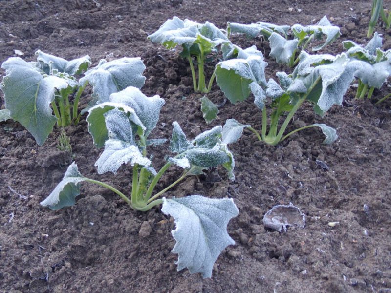Kohlrabi nach Frost