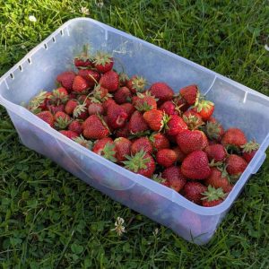 Etwas über 1 kg Erdbeeren der Sorte 'Honeoye'