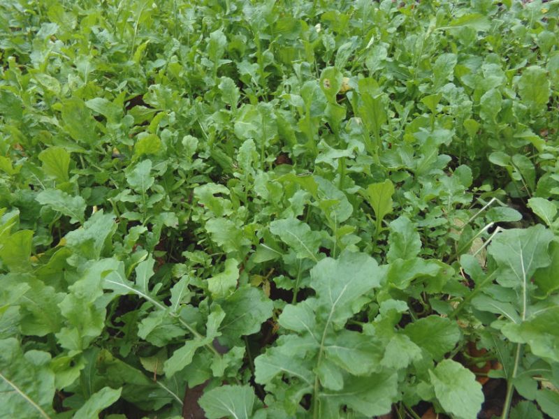 Rucola breit ausgesät