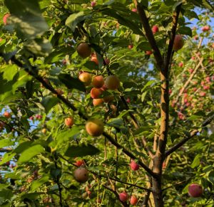 Kirschpflaumen am Baum