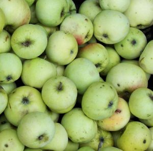 Klarapfel