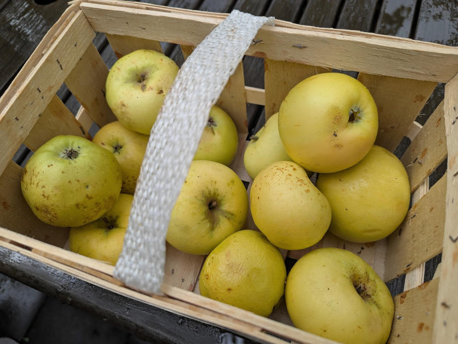 Duftende Klaräpfel im Korb