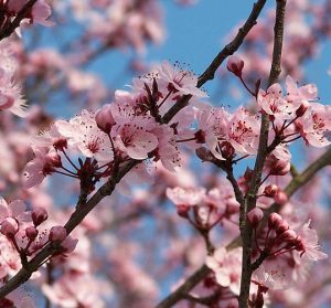 Prunus cerasifa nigra Blüte