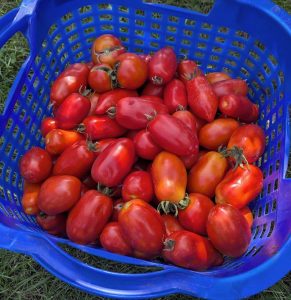 Tomatenernte Früchte im Korm