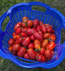 Tomatenernte im Korb