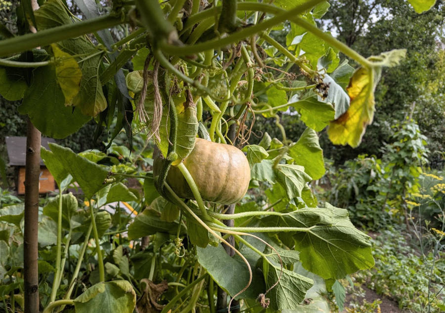 Kürbis am Spalier