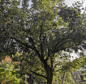 Zwetschgenbaum