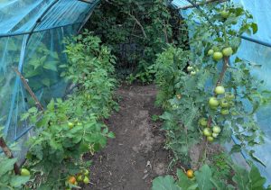 Tomaten im Folientunnel