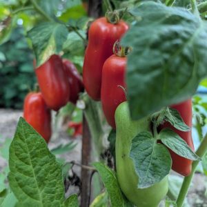 San Marzano Tomaten