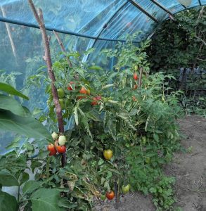 Tomaten im Folientunnel 