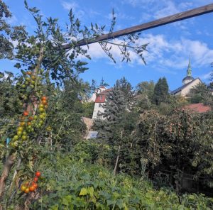 Klettertomate am Spalier