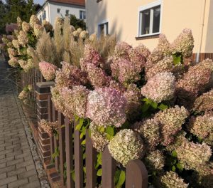 Pampasgras und Rispenhortensien 