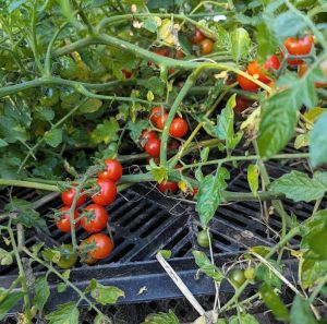 Tomate Wildsorte kirschgroße Tomaten