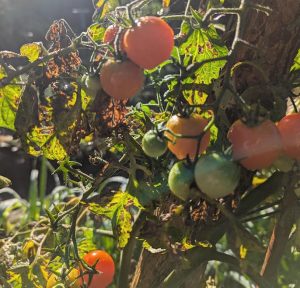 Tomaten Krautfäule