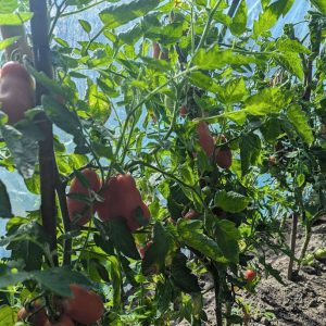 Tomaten im Folientunnel