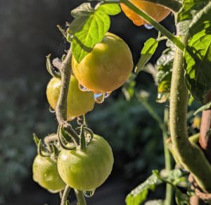 Tautropfen an den Tomaten 
