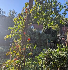 Tomatenstaude hochwachselnd an Stange