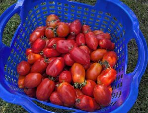 Tomatenernte, Korb voll Tomaten
