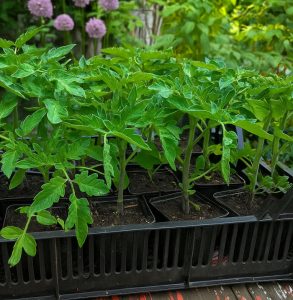 Tomatenjungpflanzen