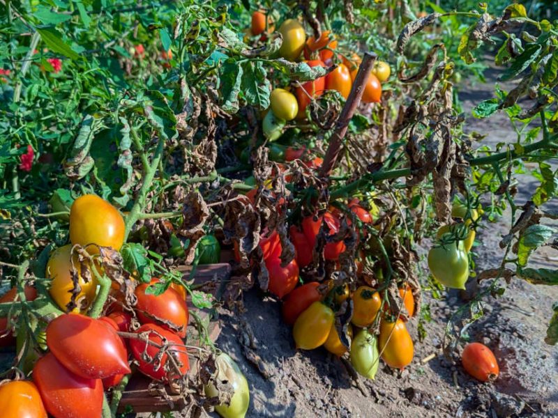 Tomatensorte Rakete
