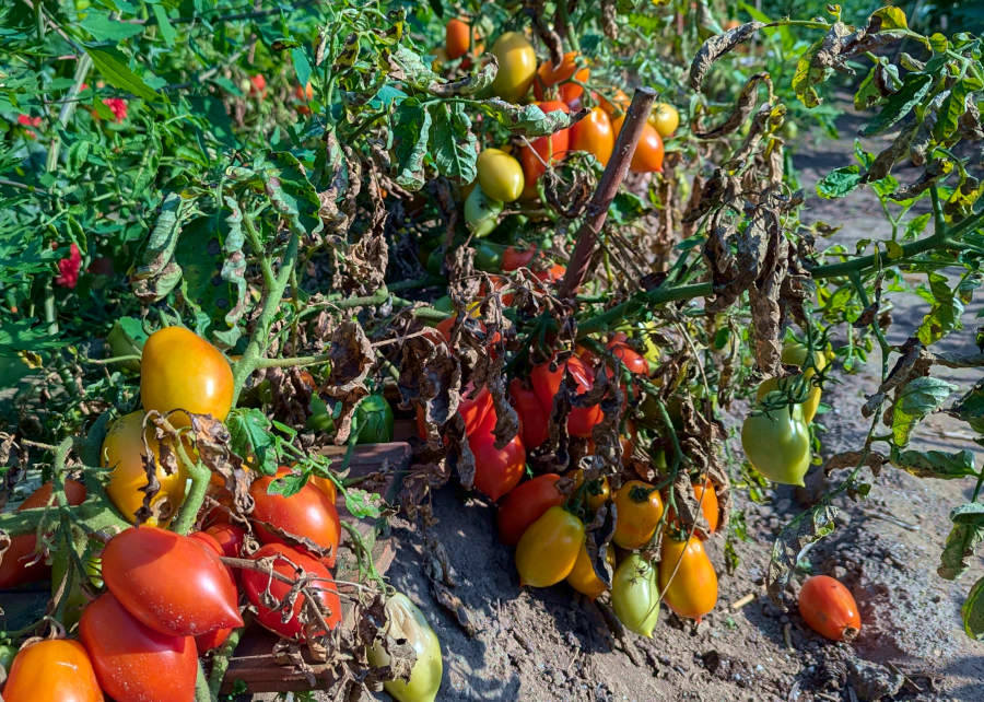 Tomatensorte Rakete