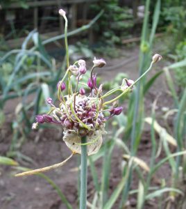 Softbnack Knoblauch blüten
