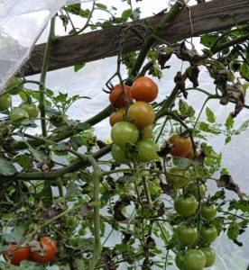 Tomatenstaude mit Vlies abgedeckt