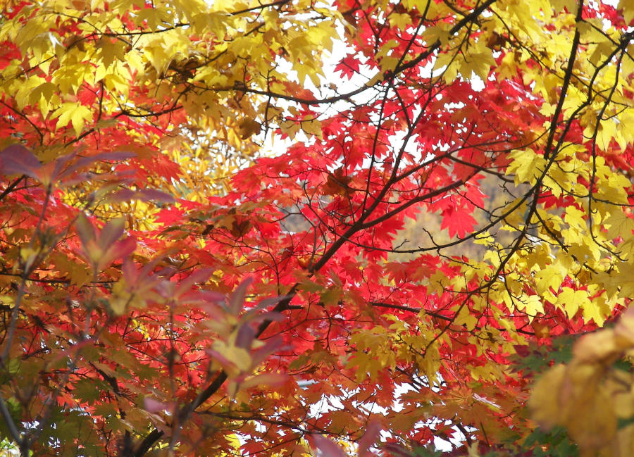 Buntes duftendes Laub, japanischer Ahorn