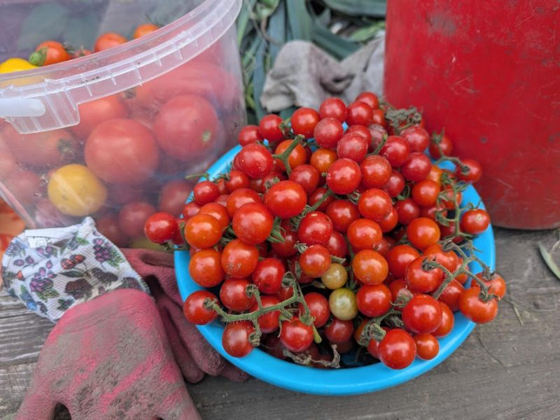 Wildtomaten von Kirschgröße in einer Schüssen