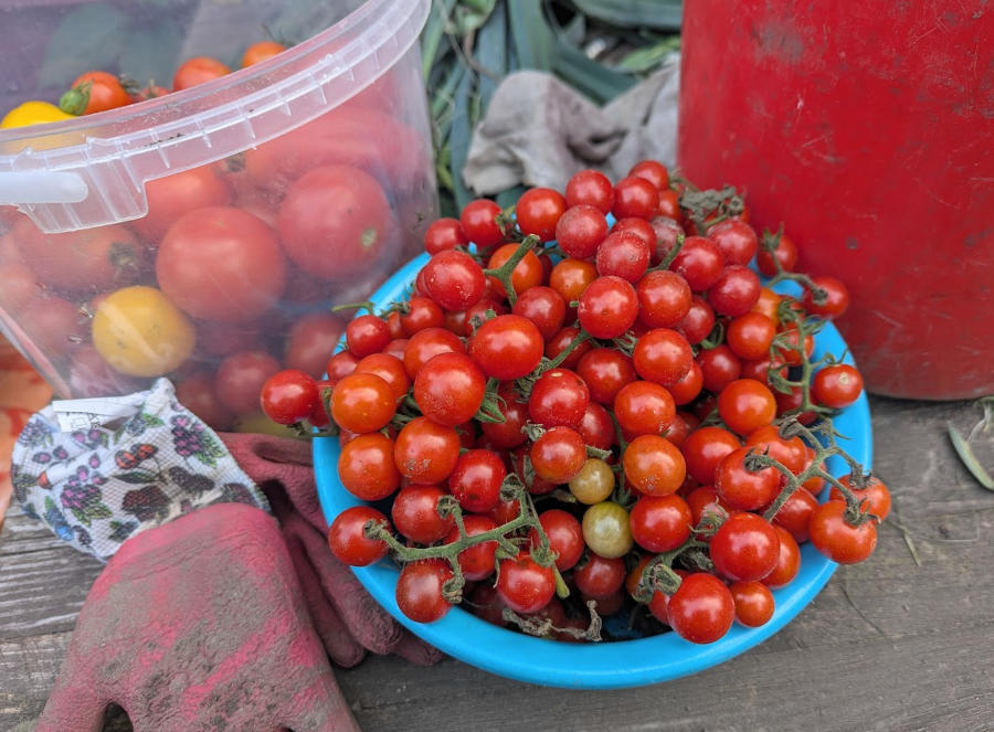 Wildtomaten von Kirschgröße in einer Schüssen