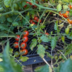 Wildtomate Rote Murmel, kleine Rispen