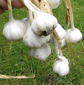 Softnack-kknoblauch mit weichen Stängeln