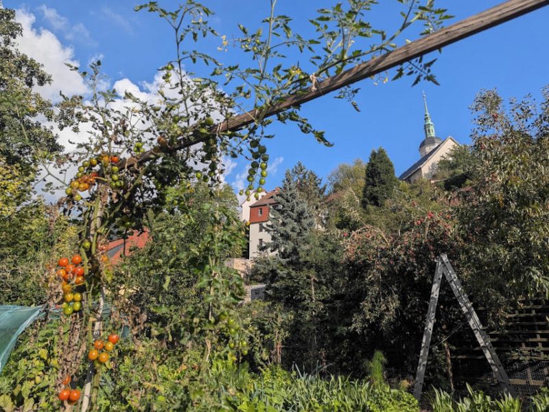 Starkwüchsige Tomate am Spalier