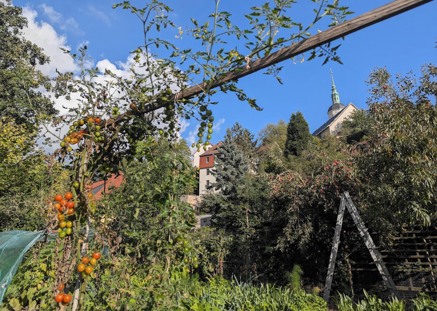 Starkwüchsige Tomate am Spalier