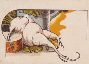 Alte Postkarte Rettich in weiblichen Formen