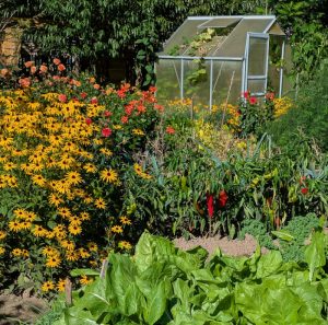 Blumen im Hausgarten in warmer Septembersonne