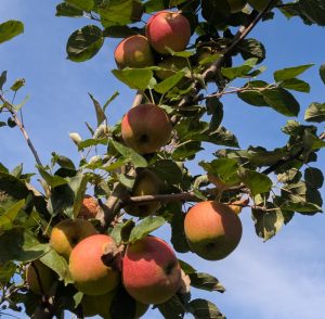 Boskoop-Apfel am Baum in Duft der Spätsommersonne