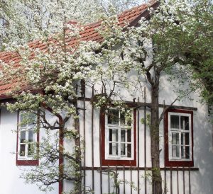 Kleines Haus mit Obstpalier und duftenden Blüten im Frühjahr