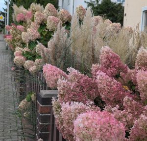 Hortensien im Vorgarten