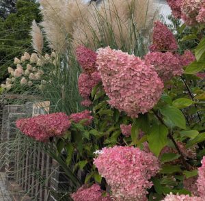 Hortensienblüten im Vorgarten