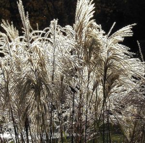 Miscanthus sinensis Chinaschilf-Blütenpüschel