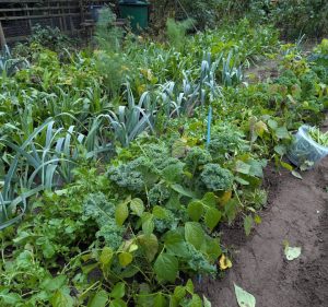 Gemüsegarten Mitte Oktober