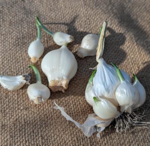 Perllauch-Zwiebeln Allium ampeloprasum